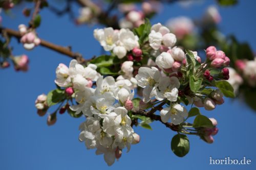 HR-15-04-22-10-33-53-4028