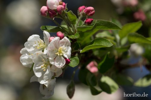 HR-15-04-22-10-35-52-4031