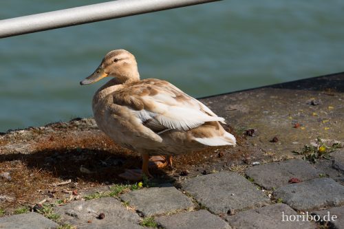 HR-15-04-22-10-50-10-4041