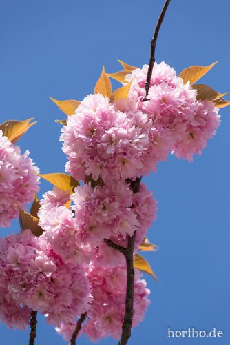 HR-15-04-22-11-49-07-4067