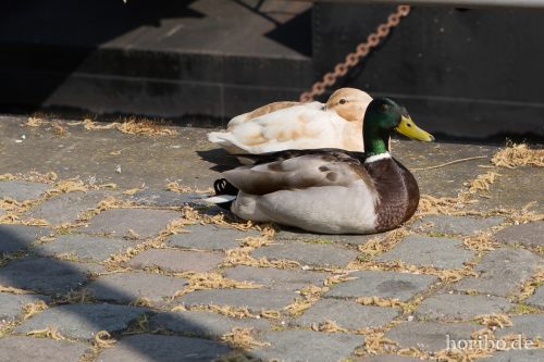 HR-15-04-23-10-38-14-4446