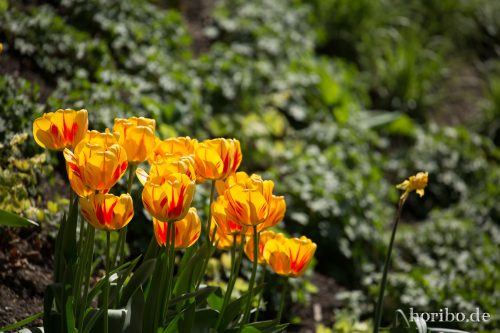 HR-15-04-23-12-50-10-4539