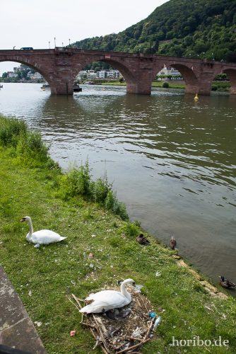 HR-15-06-26-16-35-20-1406