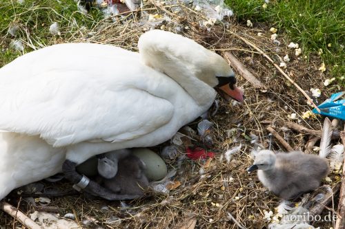 HR-15-06-26-16-39-48-1418