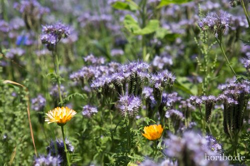 HR-15-06-28-13-25-19-1742