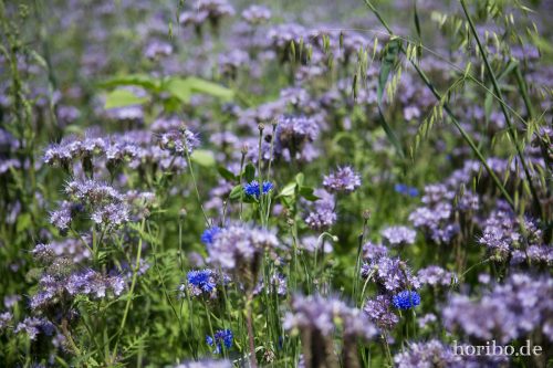 HR-15-06-28-13-27-43-1748