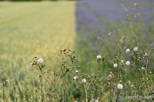 HR-15-06-28-13-31-41-1751