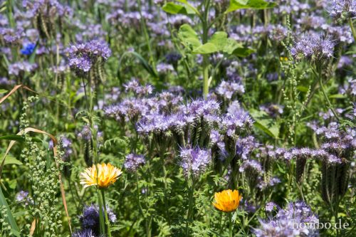 HR-15-06-28-13-24-58-1740