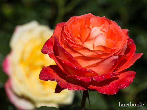 HR-15-08-02-14-55-05-4124