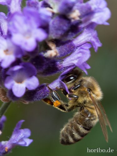 HR-15-08-16-15-18-16-4273-Bearbeitet