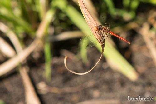 HR-15-08-29-13-28-41-5239