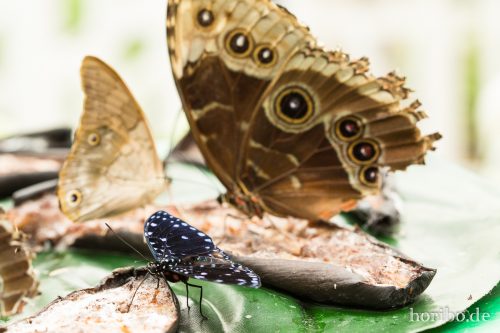 HR-16-06-15-12-22-25-3182