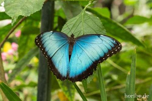 HR-16-06-15-12-32-14-3209