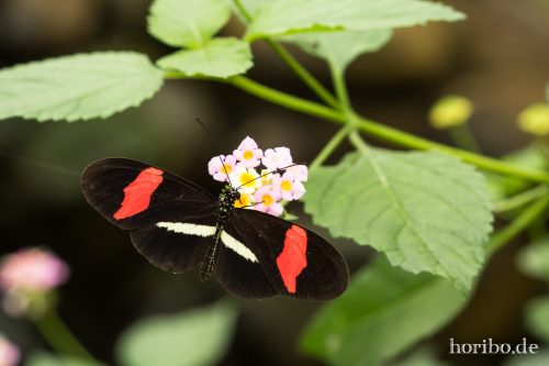 HR-16-06-15-12-53-08-3263