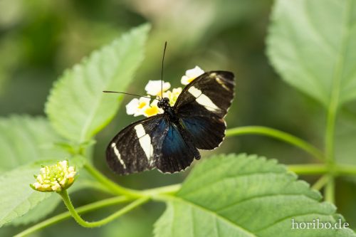 HR-16-06-15-13-11-03-3292