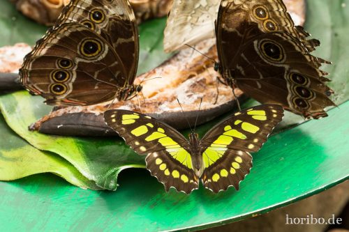 HR-16-06-15-13-13-46-3297