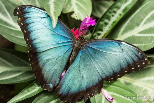 HR-16-06-15-13-14-17-3301