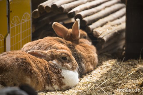 HR-16-06-15-13-46-25-3342