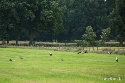 HR-16-06-15-16-31-21-3372