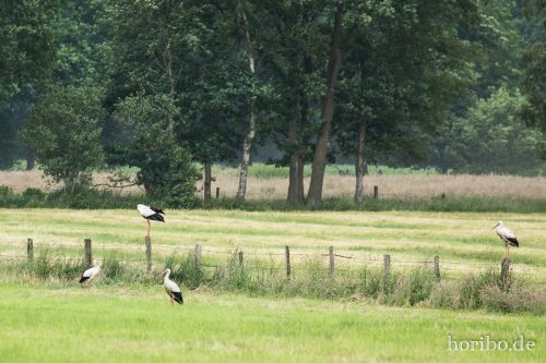 HR-16-06-15-16-31-34-3375