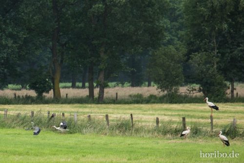 HR-16-06-15-16-32-30-3377