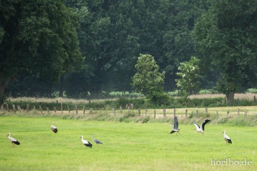 HR-16-06-15-16-32-58-3385