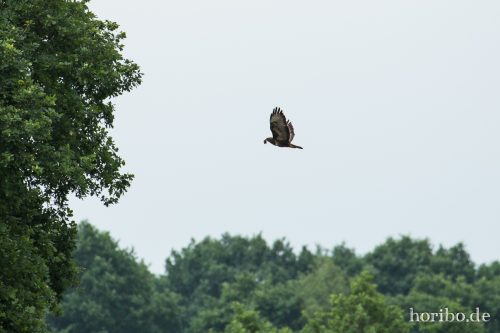 HR-16-06-15-16-36-18-3391