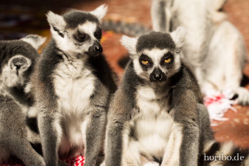 HR-16-06-28-10-51-02-5805