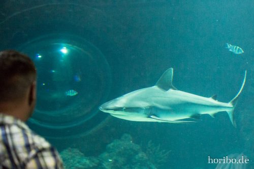 HR-16-06-28-11-30-00-5938