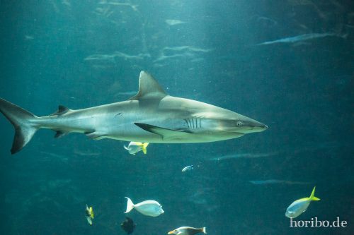 HR-16-06-28-11-34-11-5945