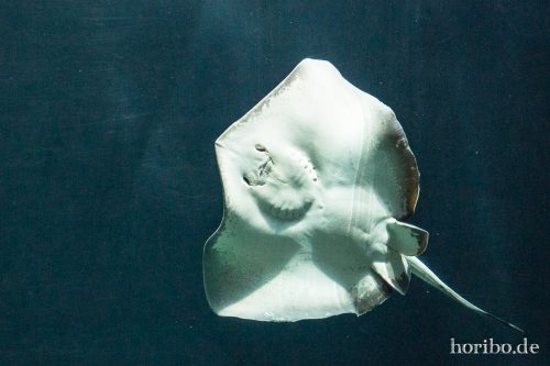 HR-16-06-28-11-34-27-5949