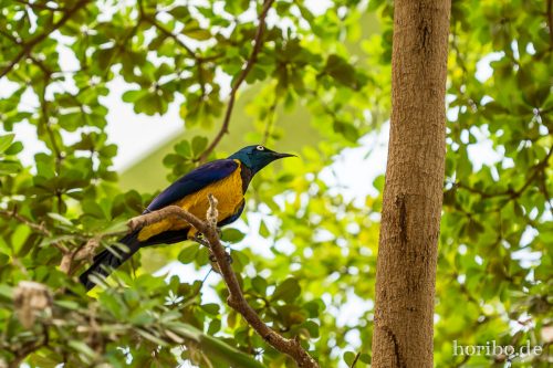 HR-16-06-28-11-43-01-5968