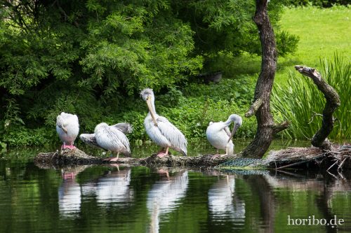 HR-16-06-28-12-18-27-6003