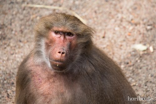 HR-16-06-28-12-21-12-6016