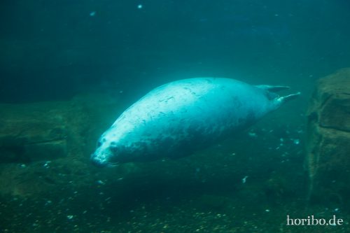 HR-16-06-28-15-37-07-6294