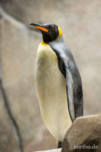 HR-16-06-28-15-51-13-6353