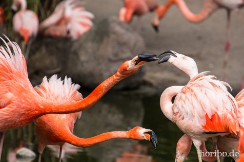 HR-16-06-28-15-58-04-6365