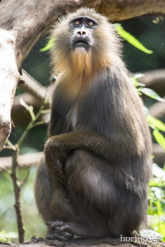 HR-16-06-28-16-06-31-6391