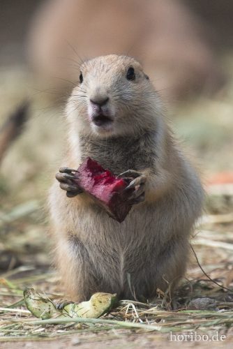 HR-16-06-28-16-49-43-6470