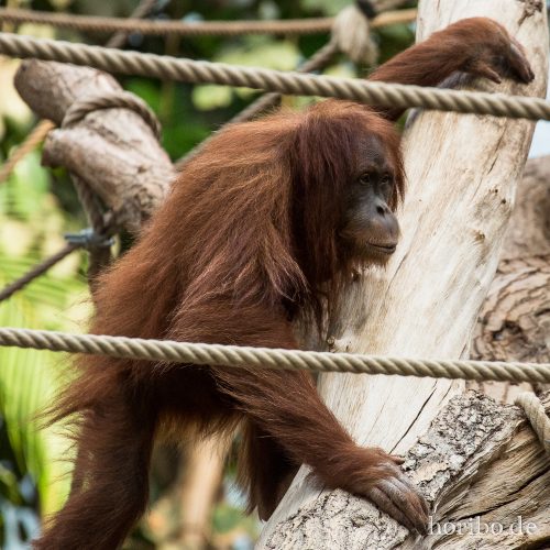 HR-16-06-28-17-29-01-6533