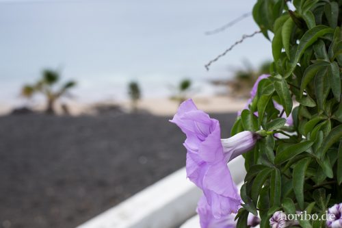 HR-16-07-06-11-59-28-6601