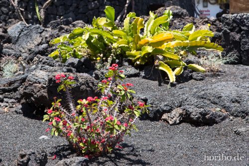 HR-16-07-09-15-19-23-6697