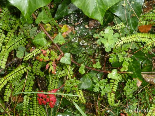 HR-16-09-21-14-09-24-1030187