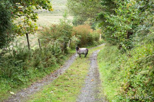 HR-16-09-24-16-50-01-1512