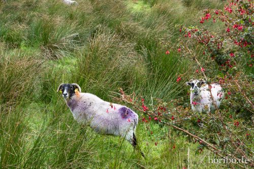 HR-16-09-24-16-52-52-1519