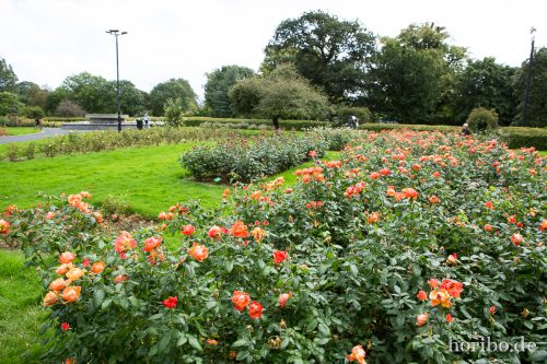 HR-16-09-25-16-12-59-1664