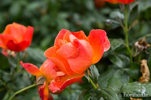 HR-16-09-25-16-13-23-1666