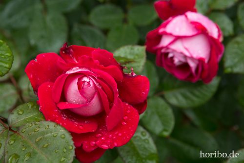 HR-16-09-25-16-15-54-1667