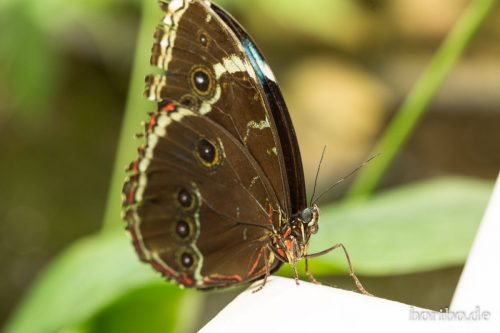 HR-16-06-15-13-05-44-3275