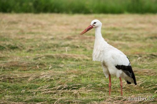 HR-16-06-15-17-00-09-3420